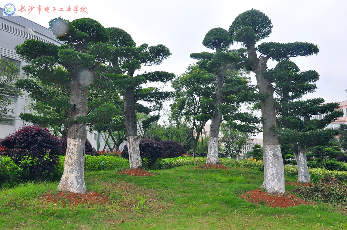 
长沙市电子工业学校校园美景