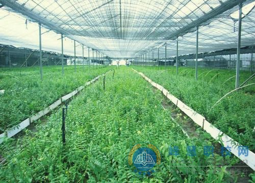 中草药栽培
